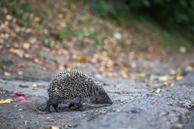 维尔茨的稳 维尔茨的稳