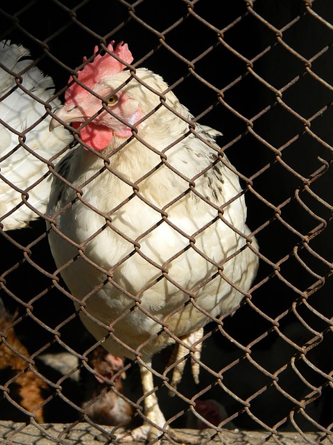 各队通常由 各队通常由