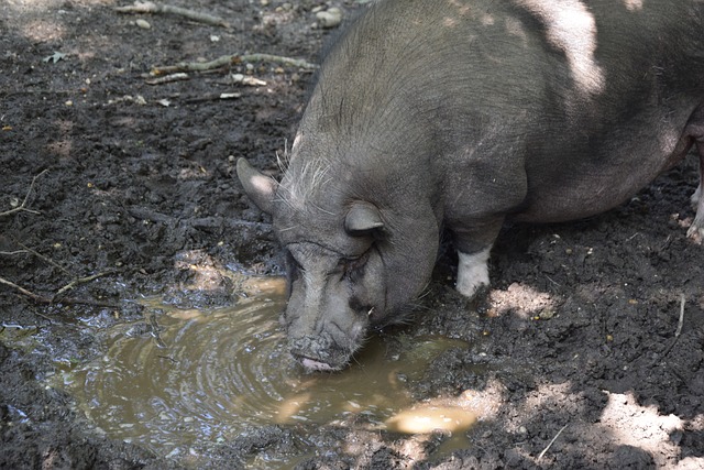 也是为体育 也是为体育